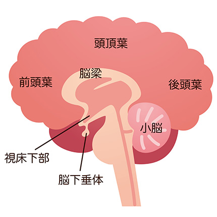 下垂体疾患