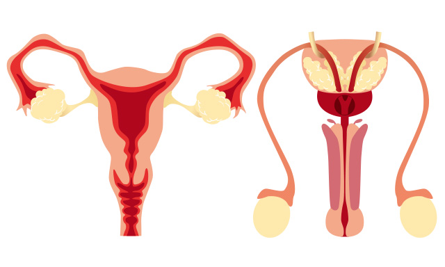 性腺疾患